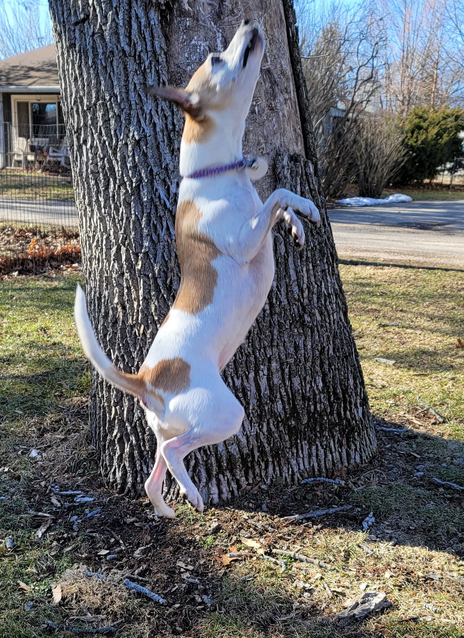 Daisy May Jumping for Joy - Affordable Websties for Small Businesses